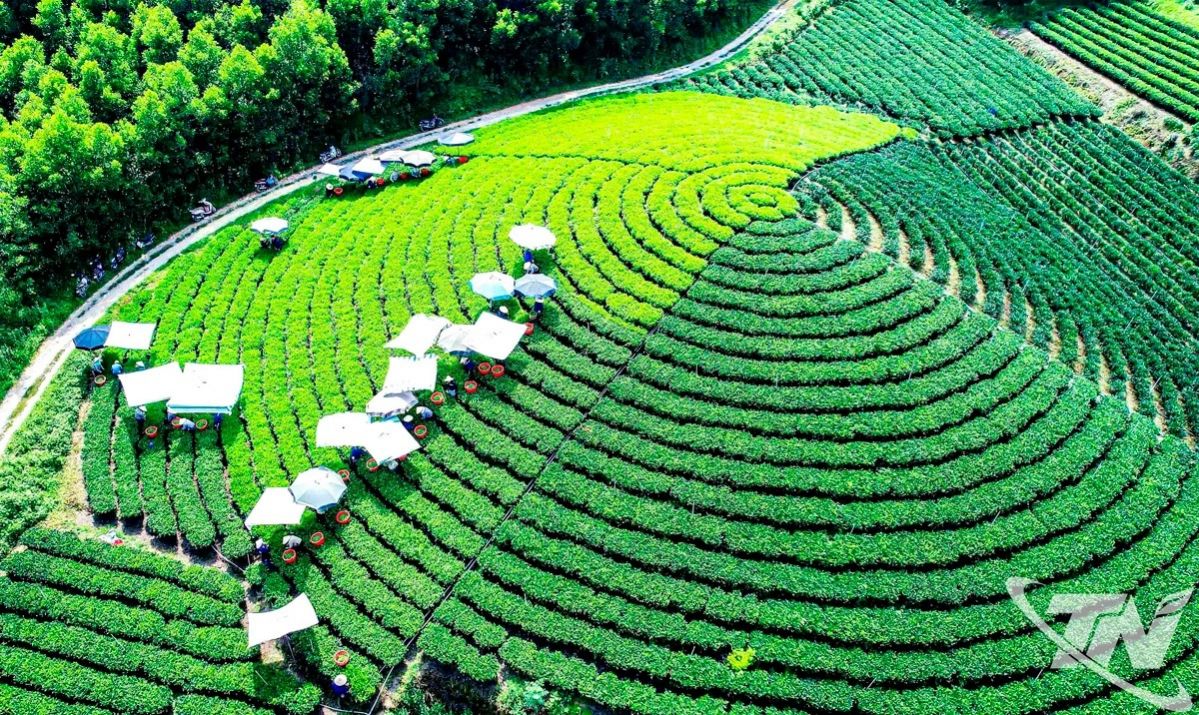 Lễ hội “Thái Nguyên - Hương sắc danh trà 2025”: Bản hòa ca của trà, văn hóa và du lịch - Ảnh 1. Lễ hội “Thái Nguyên - Hương sắc danh trà 2025”: Bản hòa ca của trà, văn hóa và du lịch - Ảnh 1.