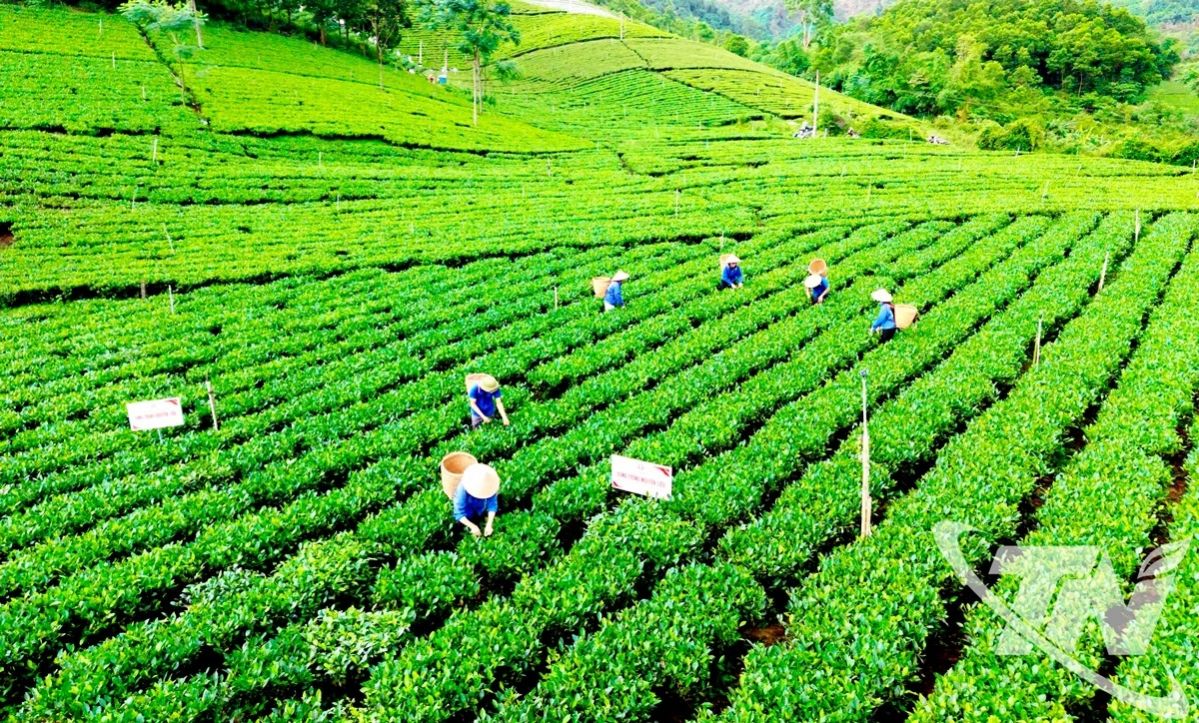 Lễ hội “Thái Nguyên - Hương sắc danh trà 2025”: Bản hòa ca của trà, văn hóa và du lịch - Ảnh 5. Lễ hội “Thái Nguyên - Hương sắc danh trà 2025”: Bản hòa ca của trà, văn hóa và du lịch - Ảnh 5.