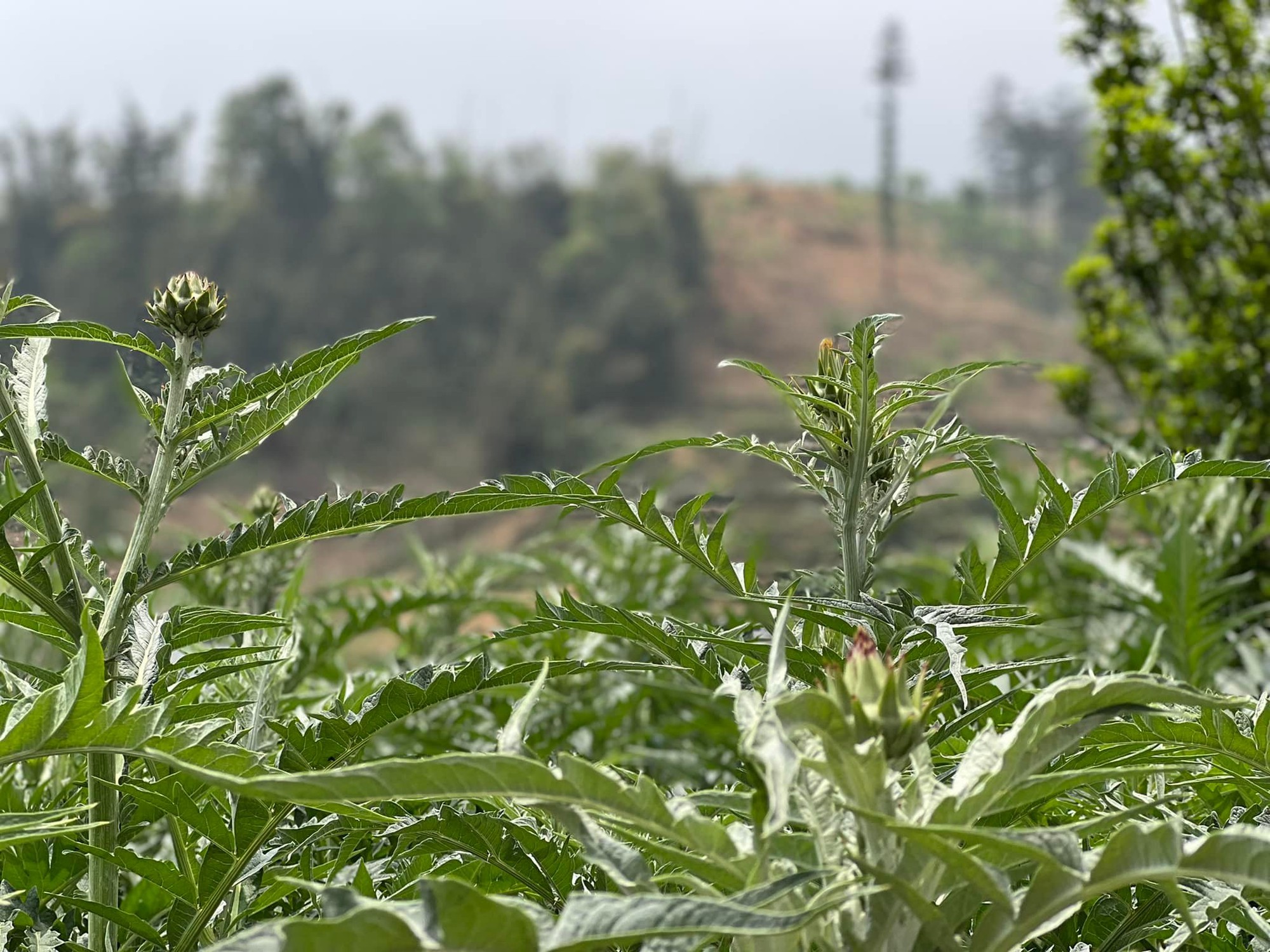 Atiso - “cây xóa nghèo” giúp nhiều hộ dân Sa Pa nâng cao thu nhập, ổn định đời sống - Ảnh 1. Atiso - “cây xóa nghèo” giúp nhiều hộ dân Sa Pa nâng cao thu nhập, ổn định đời sống - Ảnh 1.