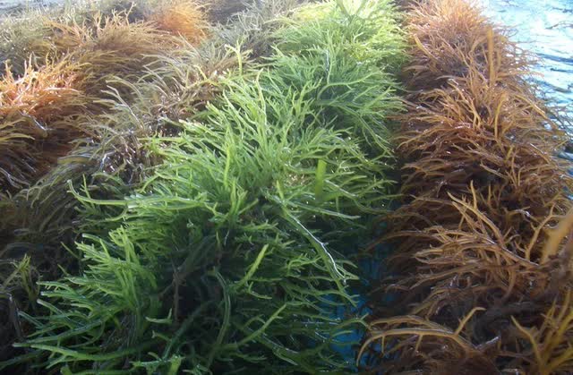 Trồng rong sụn ven biển Phú Quốc giúp giảm nghèo bền vững, ứng phó biến đổi khí hậu - Ảnh 1. Trồng rong sụn ven biển Phú Quốc giúp giảm nghèo bền vững, ứng phó biến đổi khí hậu - Ảnh 1.