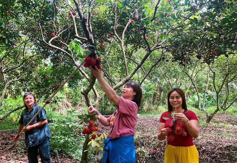 Cần Thơ: Phát huy du lịch sinh thái, miệt vườn - Ảnh 1.