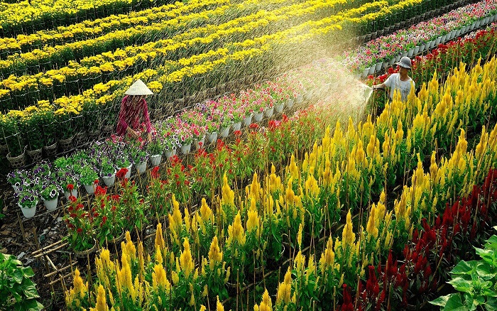 Đồng Tháp đón khoảng 2,6 triệu lượt khách trong 5 tháng đầu năm 2025