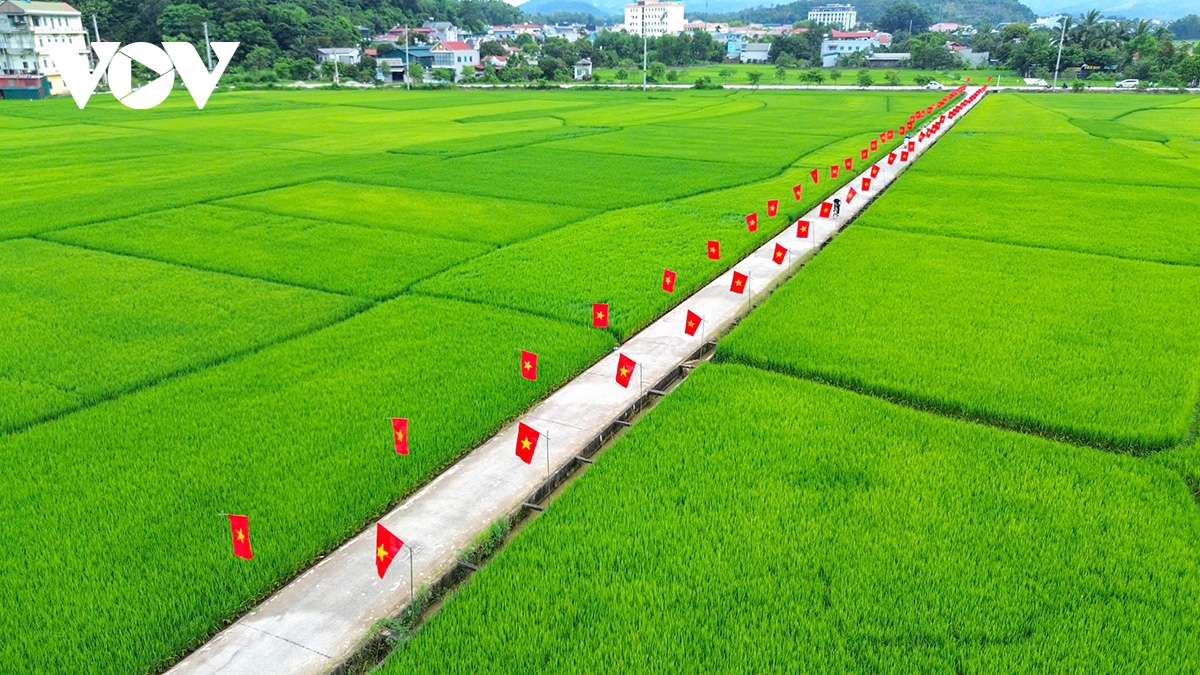 Điện Biên: Rực rỡ “con đường cờ Tổ quốc” giữa cánh đồng Mường Thanh chào mừng Quốc khánh 2/9 - Ảnh 1. Điện Biên: Rực rỡ “con đường cờ Tổ quốc” giữa cánh đồng Mường Thanh chào mừng Quốc khánh 2/9 - Ảnh 1.