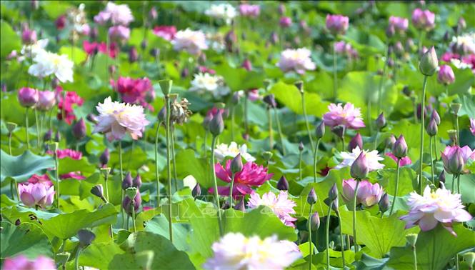 Hưng Yên: Mở lối phát triển nông nghiệp gắn với du lịch trải nghiệm - Ảnh 1. Hưng Yên: Mở lối phát triển nông nghiệp gắn với du lịch trải nghiệm - Ảnh 1.