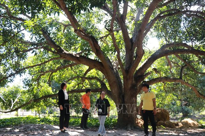 Khánh Hòa: Xây dựng hệ sinh thái du lịch toàn diện gắn với tiêu chí xanh - thông minh - liên kết vùng - Ảnh 3.