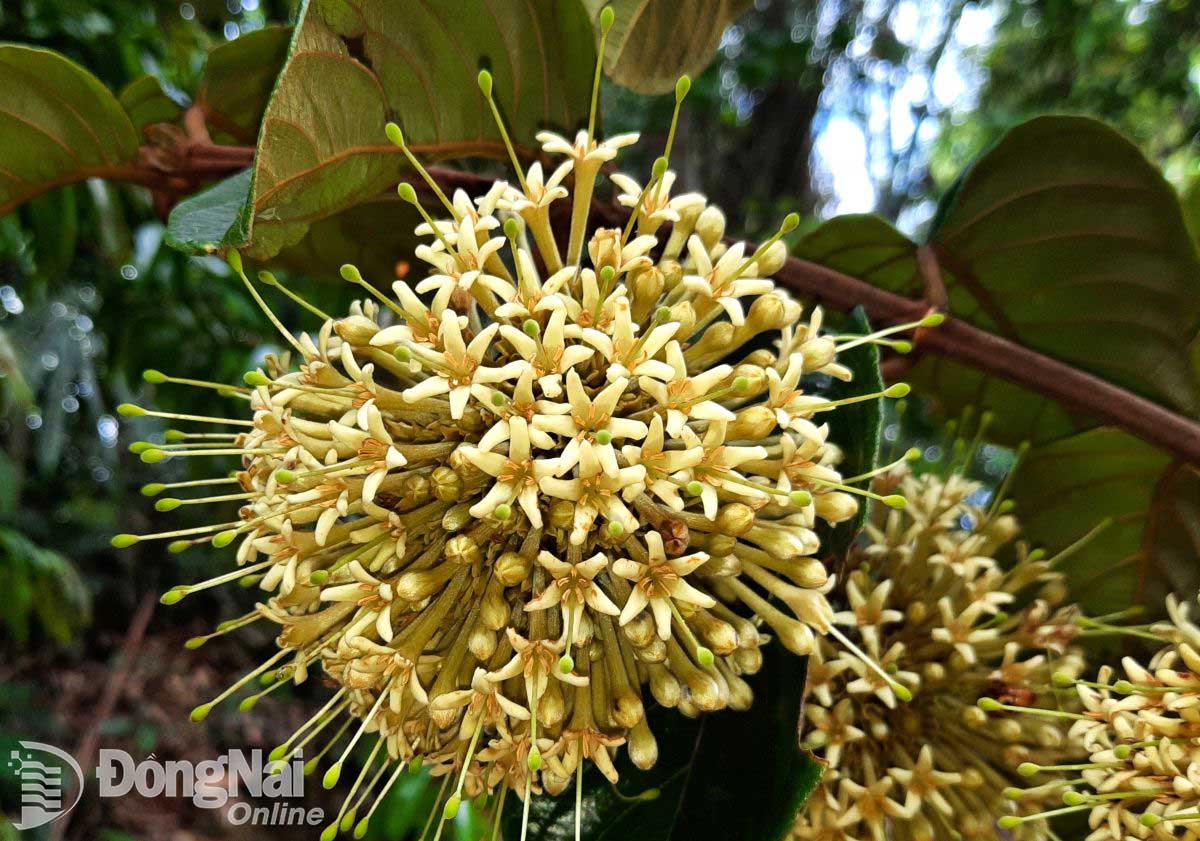 Khu Bảo tồn Thiên nhiên - Văn hóa Đồng Nai được công nhận Công viên di sản ASEAN - Ảnh 2.