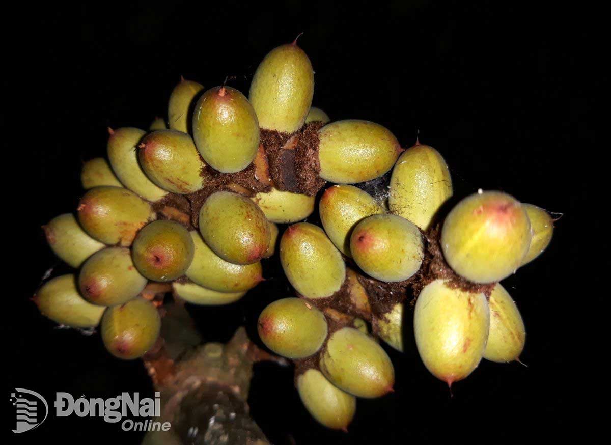 Khu Bảo tồn Thiên nhiên - Văn hóa Đồng Nai được công nhận Công viên di sản ASEAN - Ảnh 3.