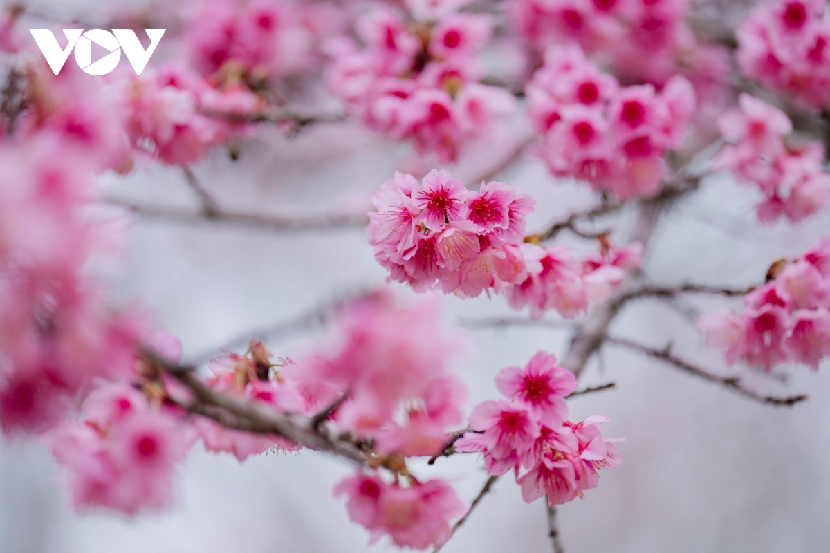 Điện Biên đổi mới cách làm du lịch, tạo bứt phá cho năm 2026 - Ảnh 4.