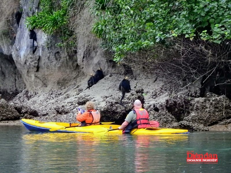 Hải Phòng: Phát triển du lịch xanh vì mục tiêu bền vững - Ảnh 3.