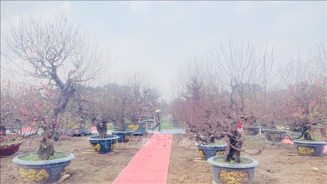 Lễ hội 'Đào Nhật Tân – Sắc xuân Hồng Hà': Tôn vinh giá trị làng nghề nổi tiếng đất Kinh kỳ - Ảnh 2.