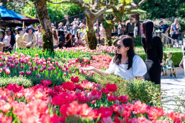 Hàng nghìn du khách choáng ngợp với biển hoa tulip trên đỉnh Bà Nà dịp Tết 2026 - Ảnh 6. Hàng nghìn du khách choáng ngợp với biển hoa tulip trên đỉnh Bà Nà dịp Tết 2026 - Ảnh 6.