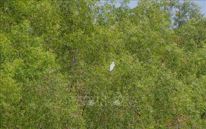 Cần Thơ: Đánh thức tiềm năng 'viên ngọc xanh' nơi hạ lưu sông Hậu - Ảnh 2.
