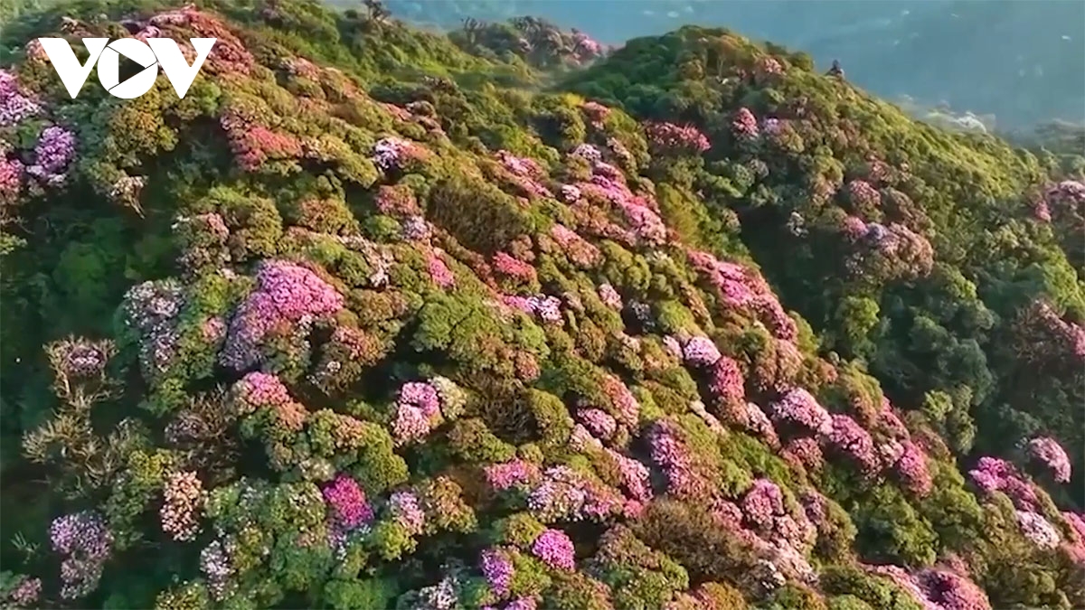 Du lịch Lào Cai bứt phá ngay từ đầu năm - Ảnh 3.