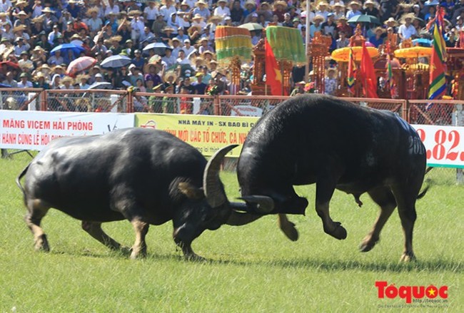 Lễ hội chọi trâu Đồ Sơn 2019: kiểm tra số đo, thông số kỹ thuật và các điều kiện bảo đảm tiêu chuẩn, chất lượng trâu tham gia - Ảnh 1.