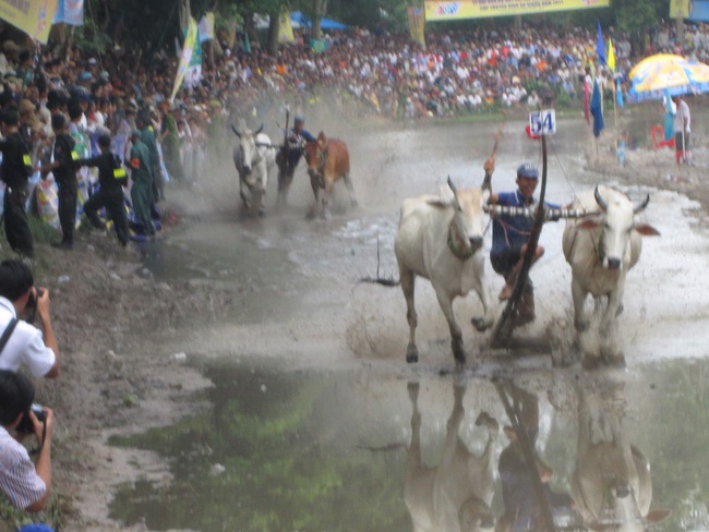 An Giang không tổ chức Hội đua bò Bảy Núi - Ảnh 1.