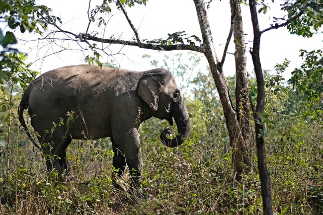 Hợp tác triển khai mô hình du lịch thân thiện với voi tại Đắk Lắk - Ảnh 2.
