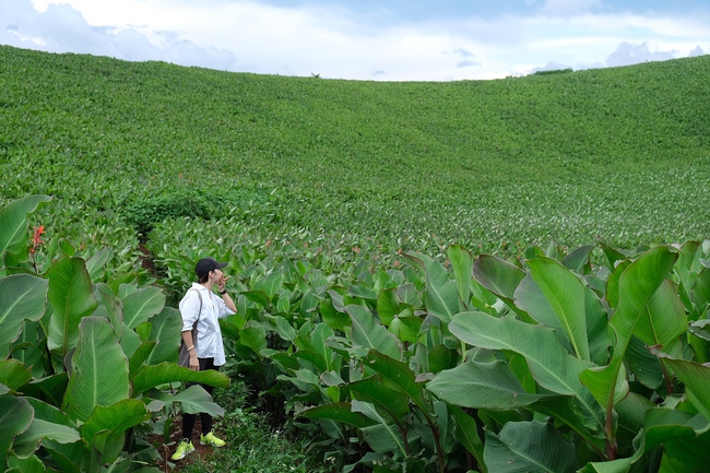 Gia Lai: Ngành du lịch và dịch vụ - Tìm cách thích ứng với tình hình mới - Ảnh 2.