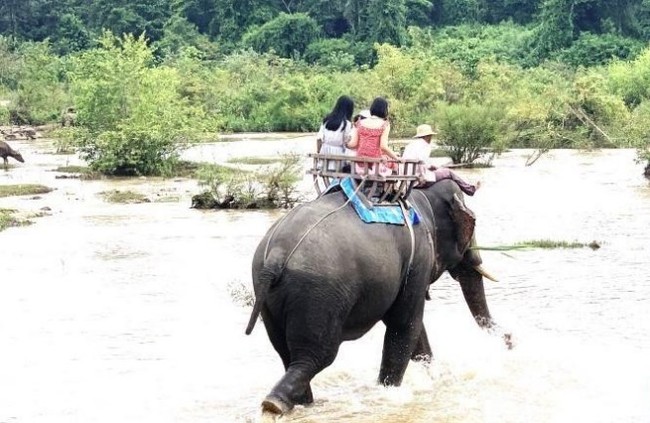Đắk Lắk chuyển đổi mô hình du lịch cưỡi voi sang mô hình du lịch thân thiện với voi - Ảnh 1.
