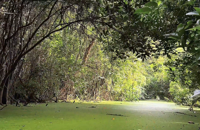 Khám phá rừng tràm ngập nước Đồng Tháp Mười trong tác phẩm dự thi Cuộc thi Sáng tạo video/Clip Ấn tượng Du lịch Việt Nam 2025 - Ảnh 1.