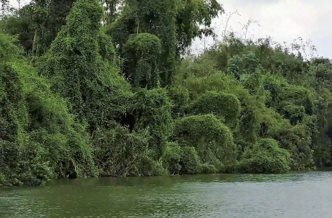 Khám phá rừng tràm ngập nước Đồng Tháp Mười trong tác phẩm dự thi Cuộc thi Sáng tạo video/Clip Ấn tượng Du lịch Việt Nam 2025 - Ảnh 2.