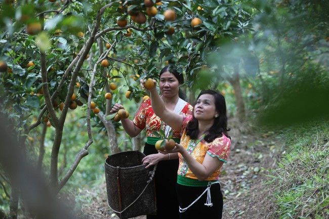 Đề xuất chủ trương đầu tư Chương trình mục tiêu quốc gia xây dựng nông thôn mới và giảm nghèo bền vững giai đoạn 2026-2035 - Ảnh 1. Đề xuất chủ trương đầu tư Chương trình mục tiêu quốc gia xây dựng nông thôn mới và giảm nghèo bền vững giai đoạn 2026-2035 - Ảnh 1.