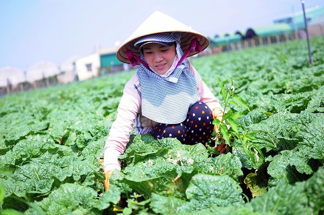 Hiệu quả từ việc hỗ trợ phát triển sản xuất nông nghiệp trong công tác giảm nghèo tại Lâm Đồng - Ảnh 1. Hiệu quả từ việc hỗ trợ phát triển sản xuất nông nghiệp trong công tác giảm nghèo tại Lâm Đồng - Ảnh 1.