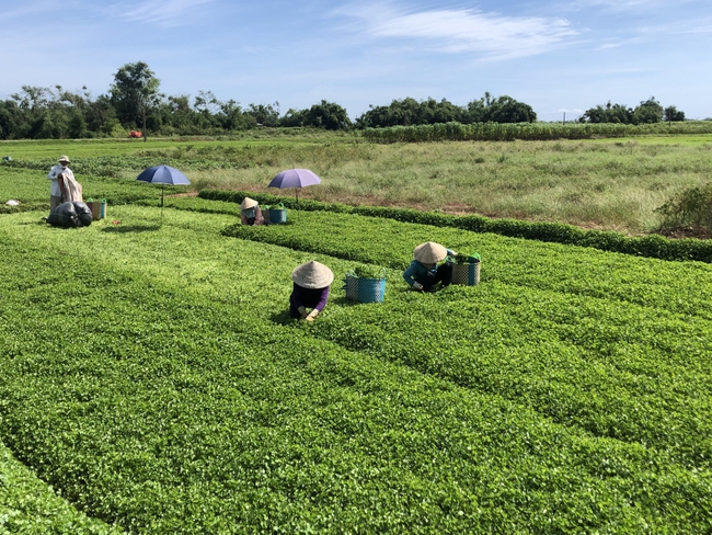 TP Huế hướng tới mục tiêu không còn hộ nghèo vào năm 2030 - Ảnh 1. TP Huế hướng tới mục tiêu không còn hộ nghèo vào năm 2030 - Ảnh 1.