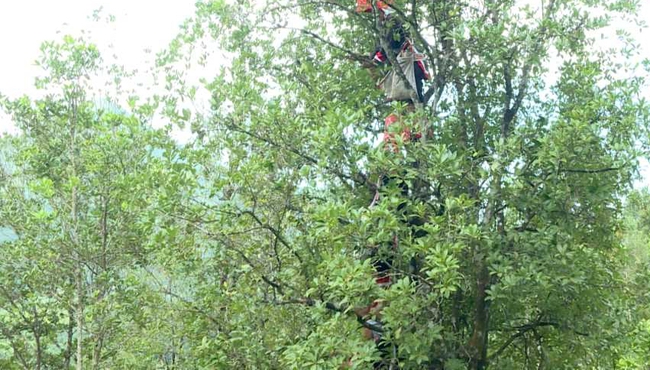 Phát triển mô hình trồng hồi giúp nhiều hộ dân thoát nghèo - Ảnh 1.