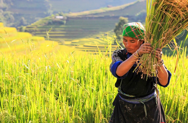 Di tích Quốc gia đặc biệt Ruộng bậc thang Mù Cang Chải - Nét văn hóa đặc sắc vùng cao - Ảnh 2.