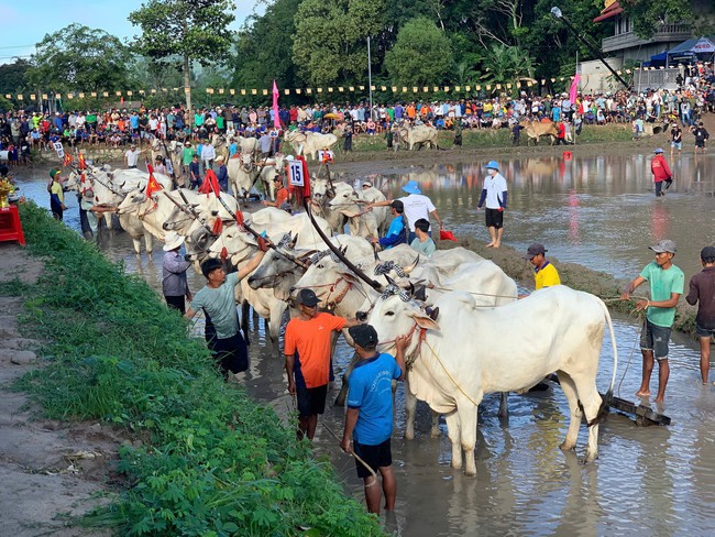 Lễ hội Đua bò Bảy Núi- Lễ hội truyền thống độc đáo của đồng bào Khmer - Ảnh 2. Lễ hội Đua bò Bảy Núi- Lễ hội truyền thống độc đáo của đồng bào Khmer - Ảnh 2.