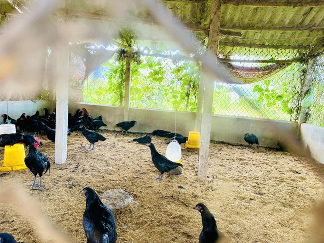 Nhân rộng các mô hình sinh kế giúp người dân vùng núi giảm nghèo - Ảnh 1.