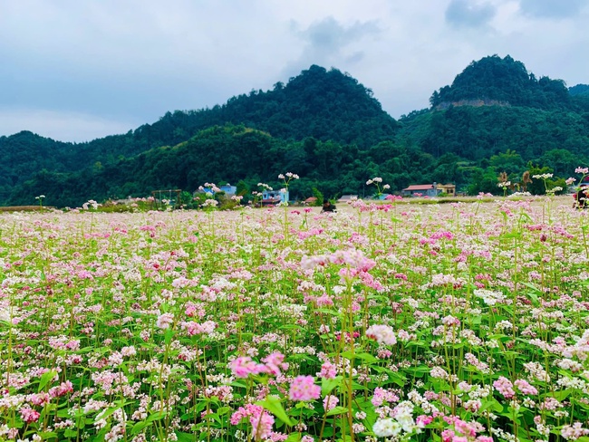 Lễ hội hoa Tam giác mạch lần thứ XI – “Miền đá nở hoa”: Tôn vinh vẻ đẹp thiên nhiên và văn hóa vùng cao - Ảnh 1. Lễ hội hoa Tam giác mạch lần thứ XI – “Miền đá nở hoa”: Tôn vinh vẻ đẹp thiên nhiên và văn hóa vùng cao - Ảnh 1.
