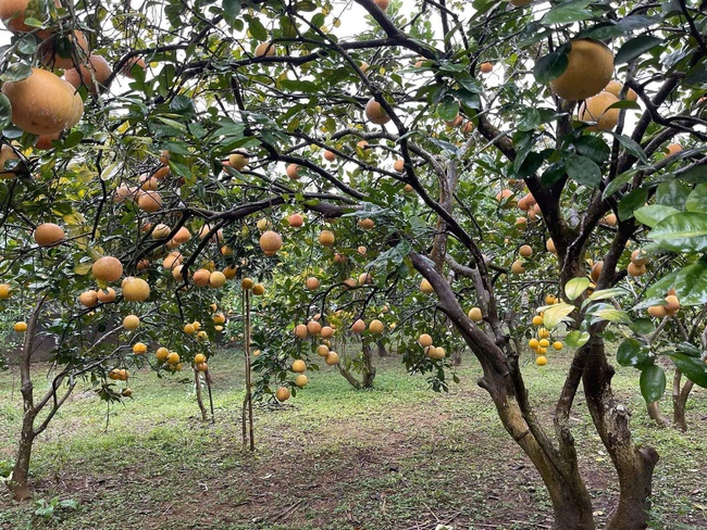 Việt Nam - Một trong những điển hình của thế giới trong cuộc chiến chống đói nghèo - Ảnh 1. Việt Nam - Một trong những điển hình của thế giới trong cuộc chiến chống đói nghèo - Ảnh 1.