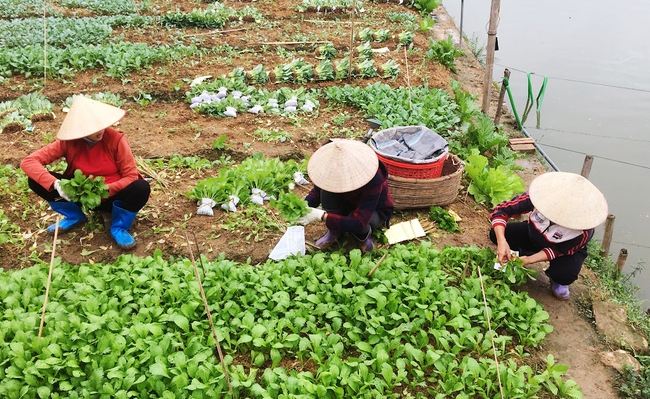Phú Thọ, MTTQ đồng hành cùng nhân dân trong phát triển kinh tế giảm nghèo bền vững, nâng cao chất lượng đời sống - Ảnh 1. Phú Thọ, MTTQ đồng hành cùng nhân dân trong phát triển kinh tế giảm nghèo bền vững, nâng cao chất lượng đời sống - Ảnh 1.