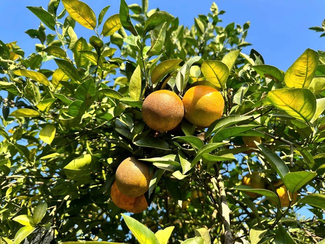 Lễ hội Cam Cao Phong 2025 quy tụ khoảng 120 gian hàng nông sản – thương mại, quảng bá chỉ dẫn địa lý “Cam Cao Phong” và thúc đẩy liên kết đầu tư, du lịch - Ảnh 1.