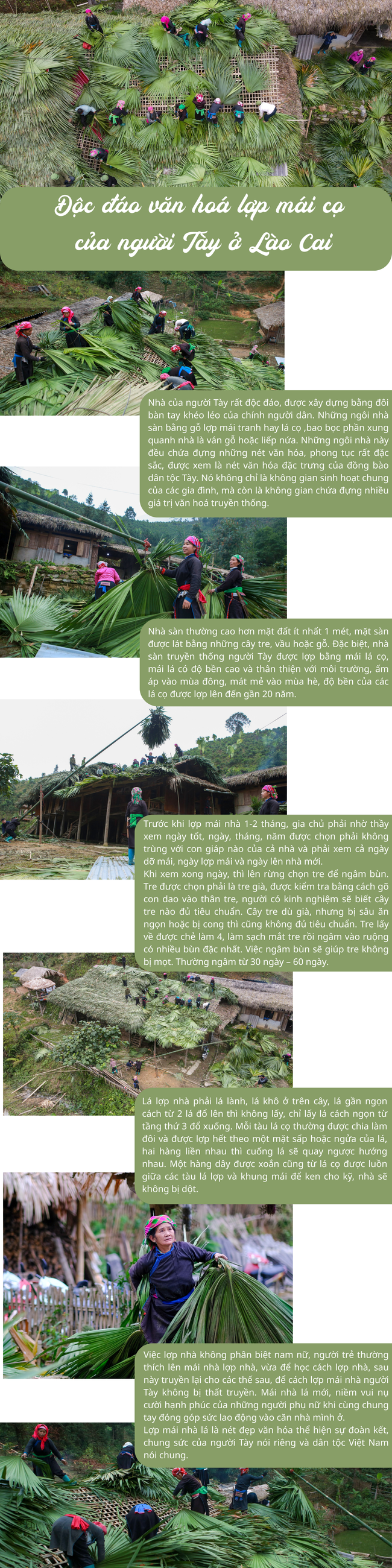 Infographic: Độc đáo văn hóa lợp mái cọ của người Tày ở Lào Cai - Ảnh 1. Infographic: Độc đáo văn hóa lợp mái cọ của người Tày ở Lào Cai - Ảnh 1.