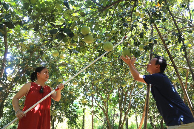Đánh thức tiềm năng du lịch từ các vườn thanh trà Huế - Ảnh 9. Đánh thức tiềm năng du lịch từ các vườn thanh trà Huế - Ảnh 9.
