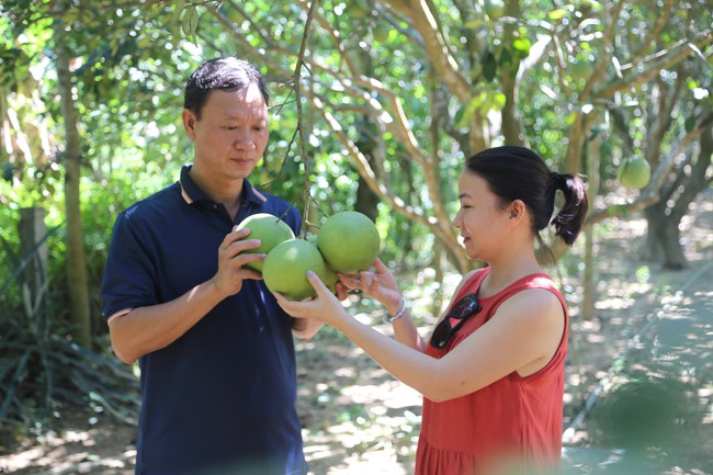 Đánh thức tiềm năng du lịch từ các vườn thanh trà Huế - Ảnh 11. Đánh thức tiềm năng du lịch từ các vườn thanh trà Huế - Ảnh 11.