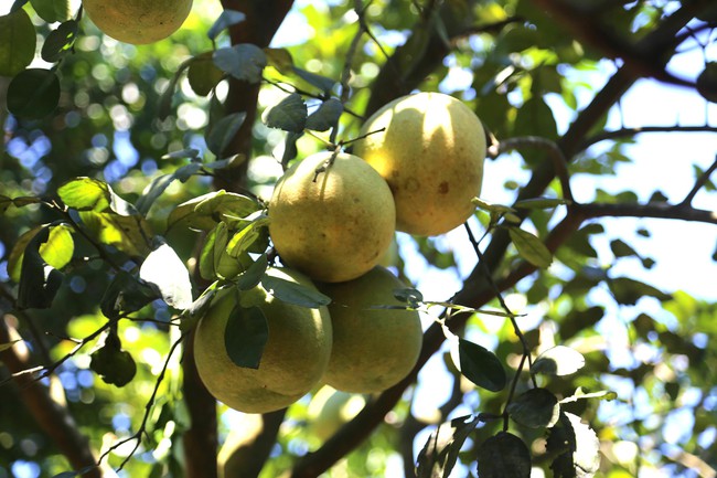 Đánh thức tiềm năng du lịch từ các vườn thanh trà Huế - Ảnh 2. Đánh thức tiềm năng du lịch từ các vườn thanh trà Huế - Ảnh 2.