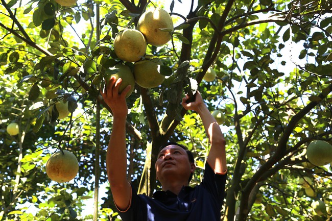 Đánh thức tiềm năng du lịch từ các vườn thanh trà Huế - Ảnh 6. Đánh thức tiềm năng du lịch từ các vườn thanh trà Huế - Ảnh 6.