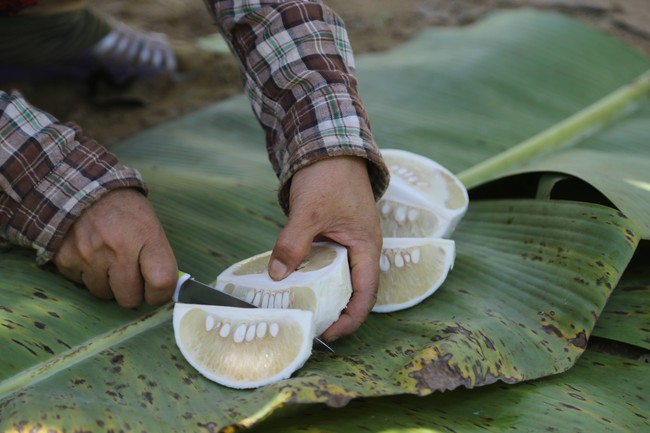 Đánh thức tiềm năng du lịch từ các vườn thanh trà Huế - Ảnh 10. Đánh thức tiềm năng du lịch từ các vườn thanh trà Huế - Ảnh 10.