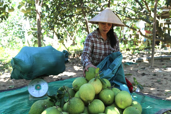 Đánh thức tiềm năng du lịch từ các vườn thanh trà Huế - Ảnh 4. Đánh thức tiềm năng du lịch từ các vườn thanh trà Huế - Ảnh 4.