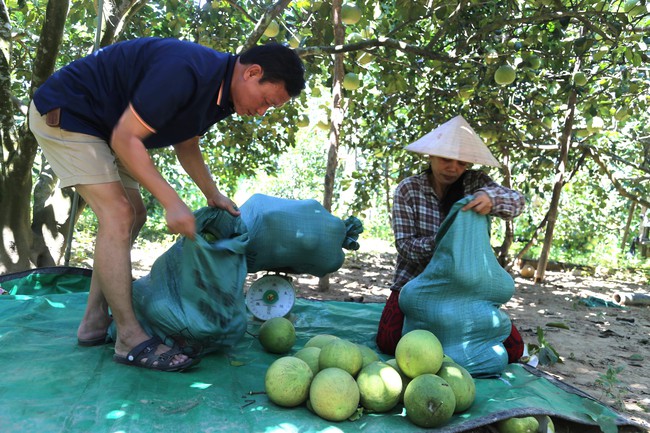 Đánh thức tiềm năng du lịch từ các vườn thanh trà Huế - Ảnh 14. Đánh thức tiềm năng du lịch từ các vườn thanh trà Huế - Ảnh 14.