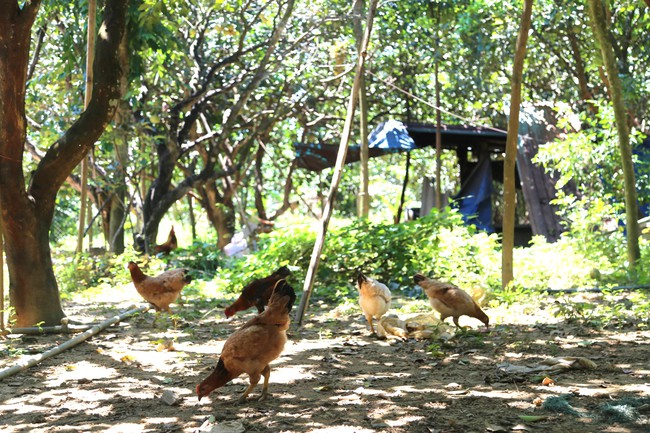 Đánh thức tiềm năng du lịch từ các vườn thanh trà Huế - Ảnh 5. Đánh thức tiềm năng du lịch từ các vườn thanh trà Huế - Ảnh 5.