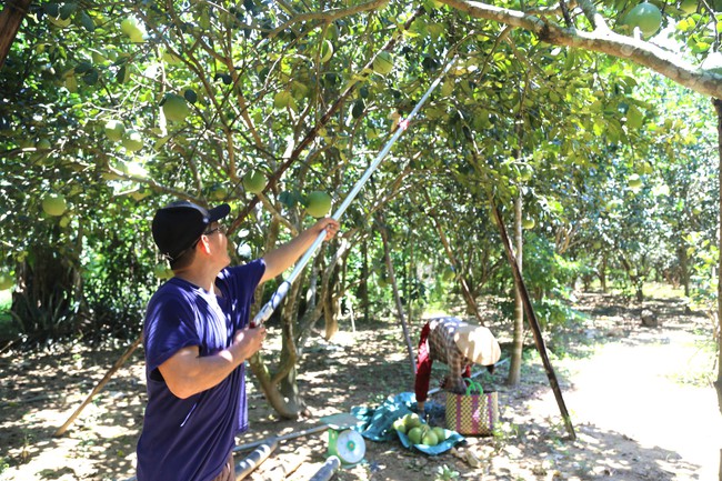 Đánh thức tiềm năng du lịch từ các vườn thanh trà Huế - Ảnh 3. Đánh thức tiềm năng du lịch từ các vườn thanh trà Huế - Ảnh 3.