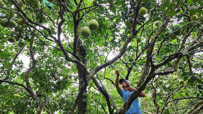 Đánh thức tiềm năng du lịch từ các vườn thanh trà Huế - Ảnh 1. Đánh thức tiềm năng du lịch từ các vườn thanh trà Huế - Ảnh 1.