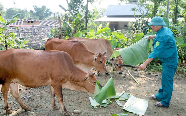Hỗ trợ sản xuất cộng đồng chăn nuôi trâu, bò góp phần giảm nghèo bền vững và cải thiện đời sống cho đồng bào vùng cao - Ảnh 1. Hỗ trợ sản xuất cộng đồng chăn nuôi trâu, bò góp phần giảm nghèo bền vững và cải thiện đời sống cho đồng bào vùng cao - Ảnh 1.