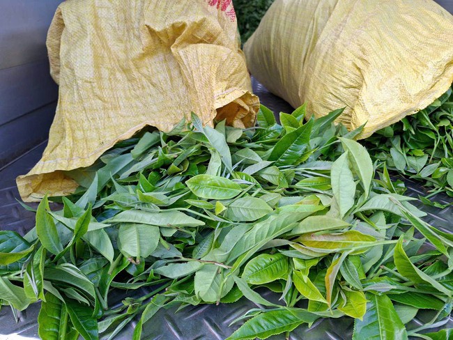 Pha Long, Lào Cai hướng tới giảm nghèo bền vững từ phát triển cây chè - Ảnh 2. Pha Long, Lào Cai hướng tới giảm nghèo bền vững từ phát triển cây chè - Ảnh 2.