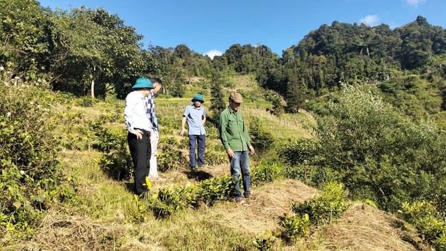 Pha Long, Lào Cai hướng tới giảm nghèo bền vững từ phát triển cây chè - Ảnh 1. Pha Long, Lào Cai hướng tới giảm nghèo bền vững từ phát triển cây chè - Ảnh 1.