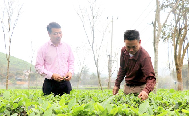 Tuyên Quang: Thúc đẩy phát triển sản xuất, giảm nghèo bền vững nhờ chương trình tín dụng chính sách - Ảnh 1.